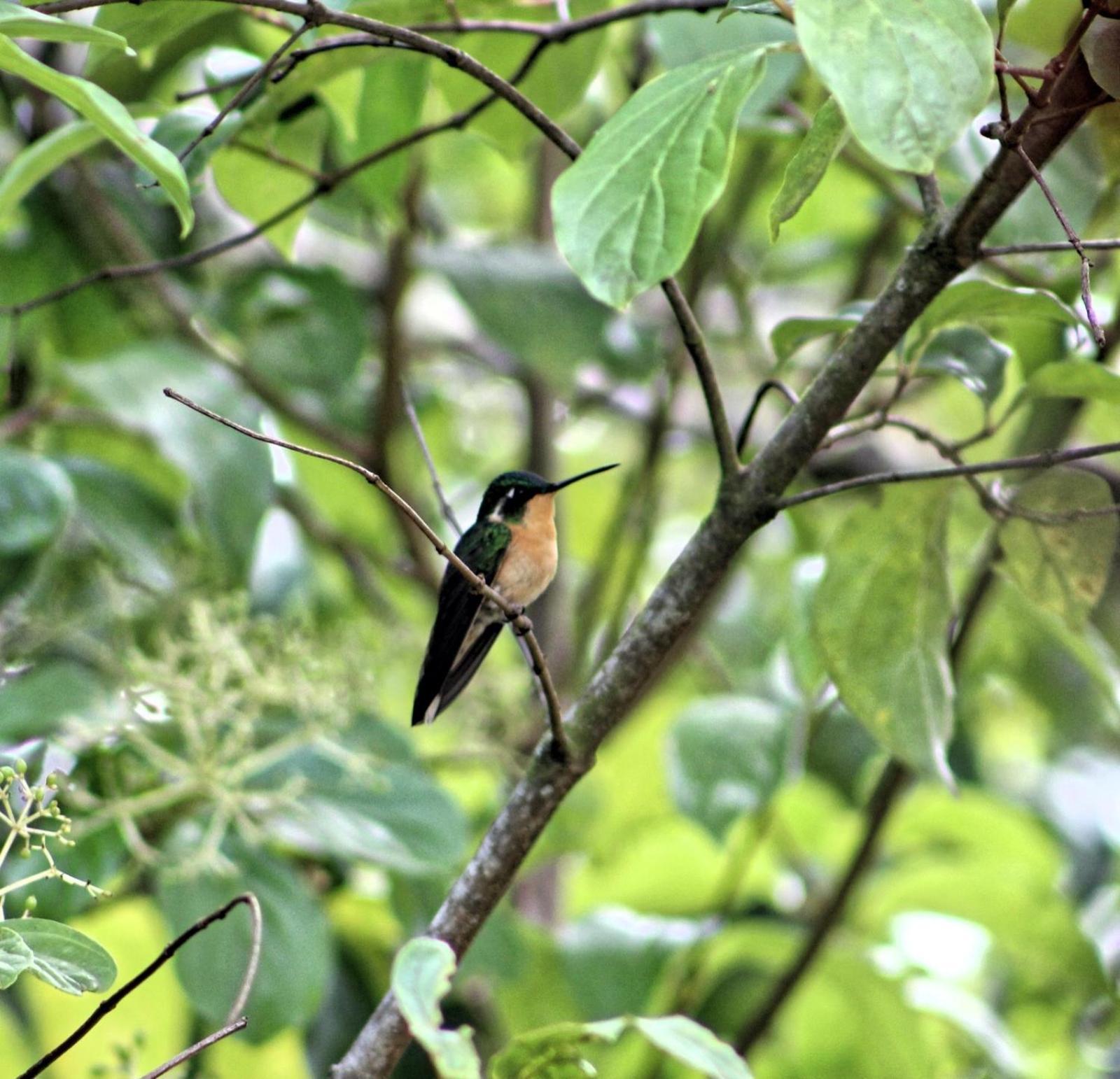 Curuba Lodge Copey Luaran gambar